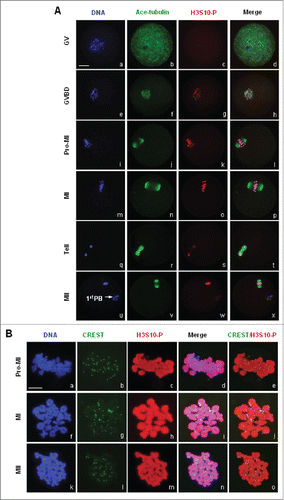 Figure 3. Subcellular localization of H3S10-P in mouse oocytes during meiotic division. (A) Immunofluorescence staining showed dynamic localization of H3S10-P in mouse oocytes during meiosis. Spindle microtubules were visualized by acetylated tubulin in green, DNA in blue and H3S10-P in red. Bar, 20 μM. No signal of H3S10-P was detected in GV oocytes, H3S10-P only began to be detected on the condensing chromatin upon GVBD. H3S10-P accumulation was sustained on chromosome during meiotic progression from GVBD to MII. (B) Oocytes chromsome spreads were prepared and processed for immnuo-labeling with antibodies to H3S10-P and human auto serum CREST. H3S10-P was visualized in red, CREST in green and DNA in blue. Bar, 10 μM. H3S10-P was evenly distributed across the whole chromosome body from pro-MI to MII.