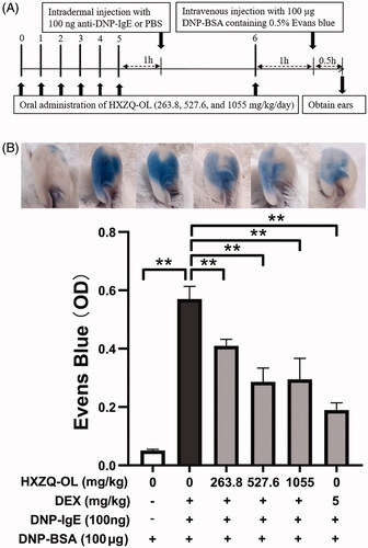 Figure 7. HXZQ-OL inhibited IgE/Ag-mediated PCA in mice. (A) Experimental schedule. (B) Evans blue exudation. BALB/c mice were orally administrated with HXZQ-OL (263.8, 527.6 and 1055 mg/kg/d) or dexamethasone (DEX, 5 mg/kg/d) for seven consecutive days. One hour after the administration with HXZQ-OL, the ears of mice were intradermally injected with 100 ng anti-DNP-IgE on the sixth day. Twenty-four hour after ears sensitisation with IgE, mice were intravenously injected with 100 µg DNP-BSA containing 0.5% Evans blue for 30 min. After 30 min, Evans blue was extracted, and the absorbance was measured at 630 nm. The data were expressed as the mean ± SD values of five independent experiments. *p < 0.05 and **p < 0.01.