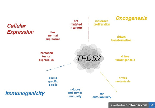 Figure 1. Tumor protein D52 TAA characteristics. Illustrated are the three characteristics of TPD52 defining it as a universal tumor-associated antigen (TAA). Shown are natural cellular expression characteristics (red), oncogenic characteristics (yellow) and immunogenic characteristics as elicited by vaccination with TPD52 (blue). Figure was created using BioRender.