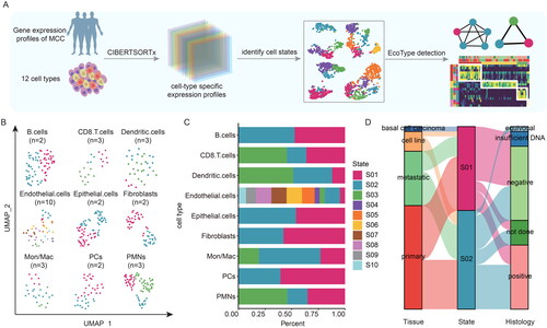 Figure 1. The machine learning framework for high-throughput characterization of cellular states and ecosystems in MCC. (A) Overview of the application of EcoTyper to cellular states and ecosystems profiling in MCC. (B) UMAP projection of cellular states across MCC tumour patients. (C) The proportions of patients within different cellular states in each cell type. (D) The sankey diagram showing the relationship of epithelial cellular states, tissue, and merkel cell polyomavirus status.