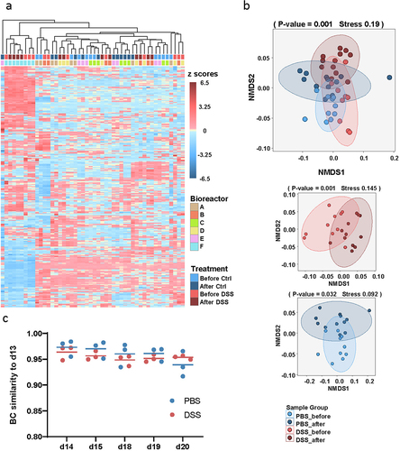 Figure 6. Intercellular metabolomics of the bacterial communities. a: clustered heatmap of normalized intensities (z-scores) of those peaks with putative identification. b: NMDS analysis of the log2 fold changes of intercellular metabolites to day 13 baseline. c: Bray-Curtis (BC) similarity of untargeted metabolomics profiles relative to the day 13 baseline.