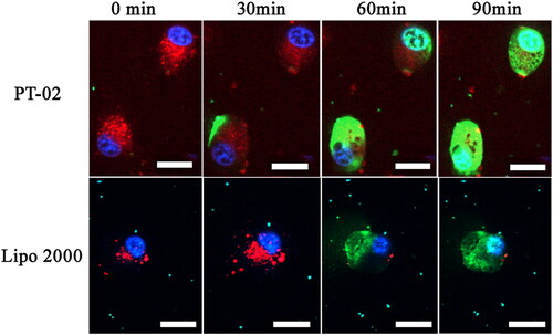 Figure 3. Cellular uptake of P-02 and Lipo 2000/DNA complexes at an N/P ratio of 4 in C6 cells. CLSM images were obtained after incubation with peptide/DNA complexes for about 0, 30, 60 and 90 min. pGL3 plasmid was labeled with YOYO-1. The nuclei were stained with Hoechst 33258. Lysosome/endosomes were stained with Lyso-Tracker Red. The scale bar represents 20 μm.