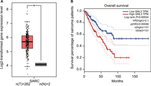 Figure 1 GNL3 is up-regulated in SARCs and its up-regulation is associated with poor prognosis of patients with sarcoma.Notes: (A) The expression of GNL3 mRNA in sarcoma tissues (red box) and normal tissues (black box) by GEPIA databases. The y-axis indicates the log2-transformed gene expression level. (B) Survival percentage of sarcoma patients with high or low expression of GNL3 mRNA by GEPIA databases. Blue: patients with low expression of GNL3; Red: patients with high expression of GNL3. *P<0.05.Abbreviations: SARC, sarcoma tissue; TPM, trans per million.