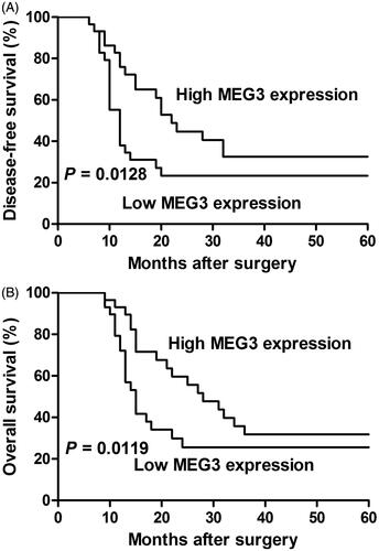 Figure 2. The correlation between MEG3 expression and the DFS or OS of ESCC patients. Kaplan–Meier analysis of disease-free survival (DFS, A) or overall survival (OS, B) is performed according to MEG3 expression level.