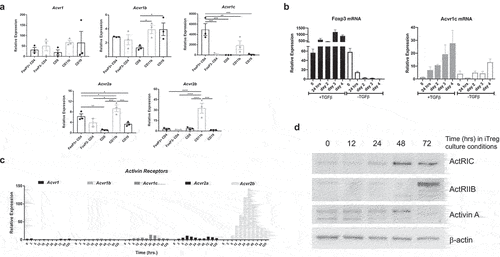Figure 4. ActRIC and ActRIIB mediate activin signaling in CD4+ cells. (a) healthy spleen cells from Foxp3-YFP reporter mice were sorted into major immune cell subsets. RNA from these samples was tested for the expression of the different activin receptors. (b) naive CD4+ T cells were isolated from WT C57BL/6J mice, and then stimulated with plate-bound anti-CD3, soluble anti-CD28, recombinant IL-2 in the absence or presence of recombinant TGF-b. Cells were collected at indicated time points and analyzed for the mRNA expression of Foxp3 and Acvr1c using qRT-PCR. (c) WT naïve CD4 cells were differentiated under iTregs skewing conditions (plate-bound anti-CD3, anti-CD28, IL2, and TGF- β), and cells were collected at indicated times. RNA from these samples was tested for the expression of the different activin receptor transcripts using qRT-PCR. (d) WT naïve CD4+ cells were differentiated under iTregs skewing conditions before being collected at indicated timepoints for immunoblot analysis.