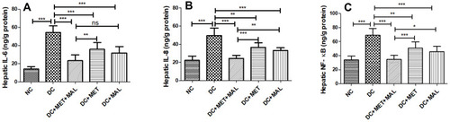Figure 7 Effect of combined drug therapy on hepatic inflammation in HFD/STZ-T2DM model rats. The levels of IL-6 (A), IL-8 (B), and NF-κB (C) in hepatic tissue of rats were measured by ELISA. The data were presented as mean ± SD, (n = 8 for all groups). ***P < 0.001;**P < 0.01; *P < 0.05.