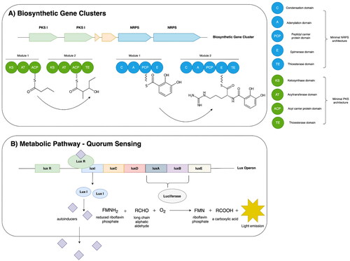 Figure 4. (A) Biosynthetic gene clusters (BGCs) are generally co-located in the same chromosomal region (operons) or spread within a chromosome at different locations but are controlled by the same transcription mechanism. The most common types of enzymes regulated by BGCs are polyketide synthases (PKS) and non-ribosomal peptide synthases (NRPS). PKS and NRPS are megasynthases leading to the production of diverse natural products (NPs). The NP assembly mechanism via these enzymes involves elongation, processing, and termination once the NP precursor structure is complete. Each enzyme has multiple modules and each module consists of domains with specific functions. The diagram illustrates minimal PKS and NRPS module architecture. (B) Bioluminescence is a common quorum sensing phenomenon most commonly found in bacteria and fungi. The lux operon in bacteria induces light emission under a high extracellular autoinducer molecule presence. Under high autoinducers extracellular concentration, few autoinducers reenter the cell and attach to the lux R protein which acts as a transcription factor for the gene cluster, activating luciferase which catalyzes the bioluminescent reaction to emit high energy in the form of bioluminescence.