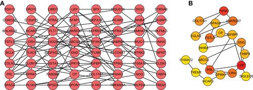 Figure 3 The construction of PPI network. (A) The PPI network was constructed based on the differentially expressed genes. Each dot represents a node. The more lines connected with the dot, the greater the degree of the node, the more important the gene in the network. (B) The top 20 genes with higher degree in PPI network were screened based on MCC algorithm. The darker the red, the higher the degree.