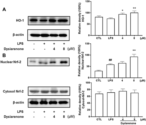 Figure 8 Effects of dysiarenone on LPS-induced Nrf2 and HO-1 protein expressions in RAW 264.7 cells. The cells were treated with dysiarenone (4 and 8 μM) in the presence of 1 μg/mL LPS for 24 h. HO-1 (A) and Nrf2 (B) protein expressions were immunochemically assessed using anti-HO-1 and anti-Nrf-2 antibody, respectively. The data represent the means ± SD from three independent experiments (##p < 0.01 vs control, *p < 0.05 and **p < 0.01 vs LPS-treated group, one-way ANOVA followed by Tukey post hoc multiple comparison tests).