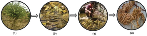 Figure 1. (a) Grewia Optiva tree branches, (b) Branches submerged in water, (c) extracting process of GOF, and (d) yellow-colored GOF.