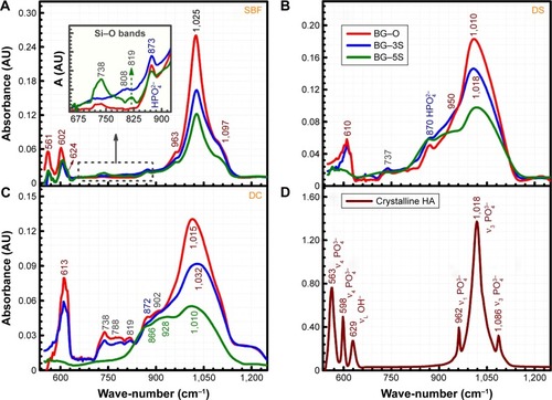 Figure 6 FTIR spectra of BG-O, BG-3S, and BG-5S coatings tested in vitro in (A) SBF, (B) DS, and (C) DC media. (D) FTIR spectrum of a pure highly crystalline stoichiometric hydroxyapatite (HA) powder.Abbreviations: FTIR spectroscopy, Fourier-transform infrared spectroscopy; BG-O, films deposited from the simple BG target; BG-3S, films deposited from BG target with three silica plates; BG-5S, films deposited from BG target with five silica plates; SBF, simulated body fluid; DS, simple cell-culturing medium; DC, DMEM supplemented with 10% FBS; DMEM, Dulbecco’s Modified Eagle’s Medium; FBS, fetal bovine serum.