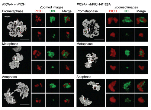 Figure 1. PICH and UBF occupy different regions of the rDNA. PICH−/− cells ectopically expressing either hPICH (left) or hPICH-K128A (right) were arrested in prometaphase using nocodazole, released from this arrest, and then imaged at different stages of mitosis using structured illumination microscopy. Images were 3D rendered. PICH (red) and UBF (green) were detected using specific antibodies, and DNA (grayscale) was stained with DAPI. The small white boxes denote zoomed images of the minor NOR, and the large white boxes denote the major NORs. Scale bars, 5 μm.