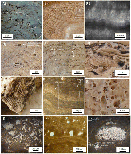 Figure 4. (A) Arborescent shrub-like morphology. (B) Calcite dendrite crystals growing on pool floor consisting densely laminated fabric. (C) Thin section photomicrographs of calcite crystals organised into a fan-shaped dentritic morphology. Crossed polarized light. (D) Layers of laminated boundstone locally disrupted by isolate sub-spherical to lenticular pores; the majority of them are trapped between dense laminated layers and thin undulated sheets of micrite. (E) Alternation of banded porous laminated boundstone composed of micrite and microsparite and dense laminated boundstone composed of dense micrite. (F) Laminated boundstone with drib lobe-like laminated structures. (G) Thin section photomicrographs of alternating layers of micrite (dark) and microsparite (white) laminae. Note that lamination may be observed within the laminae. (H) Raft boundstone/rudstone with thin film structures. Note the intra-raft porosity. (I) Coated bubble boundstone with hollow carbonate-coated microstructures. (J) Thin section photomicrograph of lithified gas bubbles with honeycomb-like porous structure. (K) Lithified gas bubbles showing linear distribution pattern. (L) Isolated lithified gas bubble with inner wall lined by scalenohedral sparite cement.