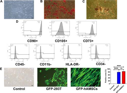 Figure 2 Identification of human amnion mesenchymal stem cells. (A) Characteristics of passage three hAMSCs. (B) Osteogenic differentiation of hAMSCs indicated by Alizarin Red S. 100×. (C) Adipogenic differentiation of hAMSCs indicated by Oil Red O staining. 100×. (D) Surface antigens of hAMSCs were detected by flow cytometry. Cells were positive for CD90, CD105, and CD73 and negative for CD45, CD11b, CD34, and HLA-DR. (E) GFP-labeled hAMSCs and 293T cells were detected by fluorescence microscopy at day 3 following transfection with GFP-pseudovirion. 100×. ***p < 0.001.