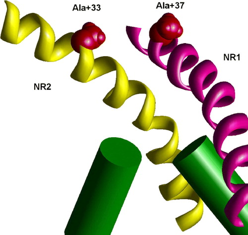 Figure 8.  Staggering of the M3 segments of NMDA receptor is explained by different slope. In the heteromeric model M3 segments of NR1 subunits (magenta) are KvAP-like, whereas M3 segments of NR2 subunits (yellow) are MthK-like. Residues at positions 37 (NR1) and 33 (NR2) are at the same level (space filled red). This figure appears in colour in Molecular Membrane Biology online.
