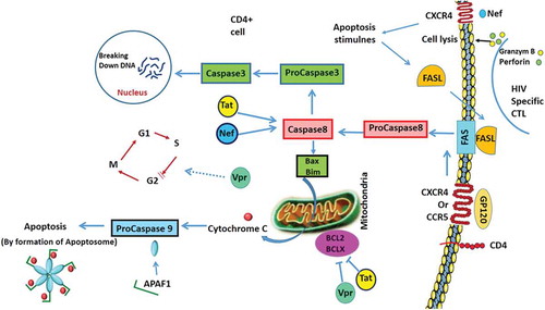 Figure 7. Apoptosis Signalling in T-Helper Cells During HIV Infection.HIV proteins are involved in apoptosis. GP120 attachment to CD4 receptor and CCR5 or CXCR4 can induce the extrinsic pathway in a Fas-dependent manner. GP120 induces Bax expression which activates the intrinsic pathway of apoptosis by the release of cytochrome C (Cyto c) and formation of the apoptosome. Vpr causes cell cycle arrest at the G2 stage. Tat and Nef activate the expression of caspase 8 which changes procaspase 3 to caspase 3 and results in DNA degradation. Tat and Vpr down regulate Bcl2 and BclXL.