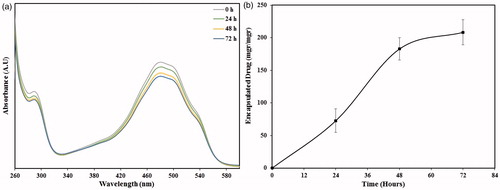 Figure 7. The ability of nanoparticles in encapsulation of doxorubicin. (a) UV-Vis spectra of PEG-MSNs after immersion in doxorubicin solution for 0, 24, 48, and 72 h, (b) the quantity of doxorubicin encapsulated in the nanoparticles at various incubation intervals.