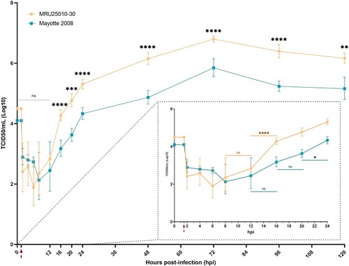 Figure 2. RVFV replicates in human astrocytes. Supernatants of mock- and RVFV-infected cells (MRU25010-30 and Mayotte 2008, MOI 0.1) were harvested at different time points post-infection and titrated using the TCDI50 method (Red arrow: removal of inoculum). Dotted square shows early infection time points. Results are expressed as geometric mean ±95% confidence interval (CI) and ANOVA two-way test show significance between each strain at each time point (black) or show significance between two time points for one strain (coloured, early times dotted square) (p-value: *p < .05, **p < .01, ***p < .001, ****p < .0001).