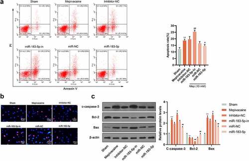 Figure 3. Influence of miR-183-5p on apoptosis induced by mepivacaine. (a) Apoptosis was quantified by flow cytometry using propidium iodide exclusion. (b) Hoechst33342/PI double staining to monitor the apoptosis rate. (c) Western blot to further determine C-caspase-3, Bax, and Bcl-2 expression levels. MiR-183-5p mimics and miR-183-5p inhibitor changed the expression level of these proteins.*P< 0.05, **P< 0.01 vs. sham group; #P< 0.05, ##P< 0.01 vs. mepivacaine group