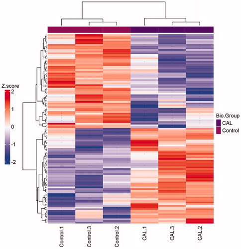 Figure 1. Clustering heatmap of the significant proteins in comparison of CAL – control. If the number of proteins to be shown exceeds a specific value, no protein names would be drawn. Missed values are indicated with '–'. The group of control and CAL has three repeats, respectively.