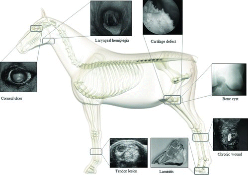 Figure 1. Schematic overview of possible applications of equine mesenchymal stromal cells in veterinary medicine.