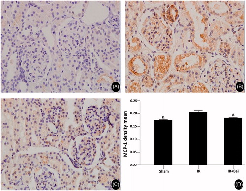 Figure 6. MCP-1 expression in rat renal tissues of different experimental groups after renal ischemia–reperfusion injury and the results of semi-quantitative analyses. (Magnification, ×400 in A–C.) Expression of ICAM-1 after ischemia–reperfusion was increased and decreased after administration of Bai (one-way ANOVA test; a p <  0.05; compared with the IR group; n = 8).