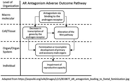 Figure 4. AR antagonism AOP.