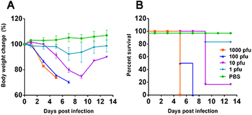 Fig. 1 Infection of the patient-derived H5N6/GZ14 isolate in mice.Eight-week-old female BALB/c mice (n = 6) were anesthetized with isoflurane and infected intranasally with 1, 10, 100, or 1000 pfu of H5N6/GZ14. The mice were monitored for 14 days. a The body weights were measured every other day. The results from each group and each time point are expressed as the mean ± standard deviations (SD). b Survival of infected mice. Mice were euthanized when body weight loss exceeded 25% of the original weight