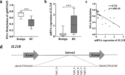 Figure 2. IL21R was hypomethylated in BC and negatively correlated with its mRNA expression in BC. (a) Methylation level of IL21R (cg04931655) detected by 850K beadchip array were lower in tissue samples from early-stage BC (stage 0-IIA, n = 11) than in benign breast tumours (n = 18).***p-value < 0.001. (b) mRNA expression levels of the IL21R gene measured by RNA-Sequencing were higher in BC than in benign breast tumours. ***p-value < 0.001. (c) mRNA expression levels of IL21R were negatively correlated with the methylation levels of cg04931655 evaluated by Spearman’s correlation coefficient. (d) Schematic diagram of IL21R amplicon and the locations of the 5 measurable CpG sites (Chr16:27414142 –27,414,328, build GRCh37/hg19, defined by the UCSC Genome Browser). Among them, CpG_2 represented cg04931655.