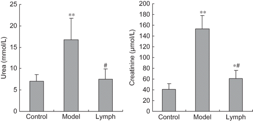 Figure 1. Effect of exogenous normal lymph on renal function indices in disseminated intravascular coagulation (DIC) rats (mean ± SD, n = 10).Note: *p < 0.05, **p < 0.01 versus control group; #p < 0.01 versus model group.