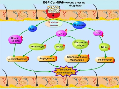 Figure 10 Schematic representation of mechanisms of action of Cur and EGF in wound healing processes.Abbreviations: NP, nanoparticle; H, hydrogel; Cur, curcumin; EGF, epidermal growth factor; ROS, reactive oxygen species; TGF-β1, transforming growth factor beta-1.