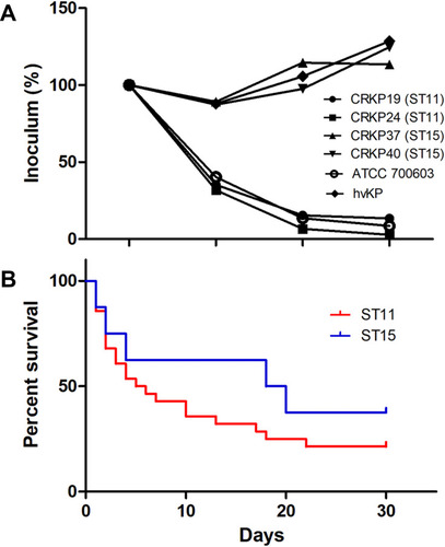 Figure 4 Virulence characteristics and clinical outcomes of ST11 and ST15 CRKP strains. (A) Serum killing assay of four representative isolates of ST11 and ST15 CRKP, with a hypervirulent Kpn (hvKP) isolate as the positive control; (B) Kaplan–Meier survival estimates of patients with ST11 (red) and ST15 (blue) CRKP-BSI.