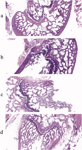 Figure 9. Histological analysis of femur from rats of Sham (a), OVX (b), AS (c), and AS-AL-mPEG-PLGA (d) groups.