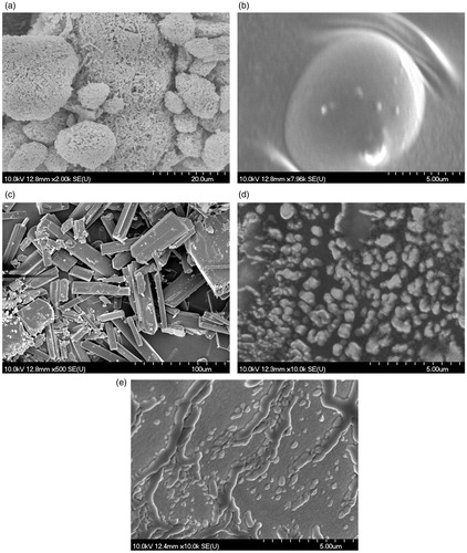 Figure 2. Scanning electron microscopy (SEM) pictures for: (a) oleanolic acid (OA); (b) polyurethane nanostructures containing oleanolic acid (OA + PU); (c) ursolic acid (UA); (d) polyurethane nanostructures containing ursolic acid (UA + PU); (e) empty polyurethane nanostructures (PU).