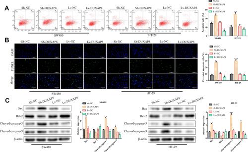 Figure 3 Duxap8 inhibits cell apoptosis of colorectal cancer in vitro. (A) Flow cytometry analysis of the apoptosis of SW480 and HT-29 colorectal cancer cells. (B) TUNEL analysis of the apoptosis of SW480 and HT-29 colorectal cancer cells. (C) Western blot analysis of the apoptosis-related protein expression levels in SW480 and HT-29 colorectal cancer cells. *P < 0.05, **P < 0.01, ***P < 0.001 vs Sh-NC group. #P < 0.05 vs Lv-NC group. All results were presented as the mean ± SD from at least three separate experiments.