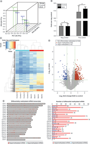 Figure 2. The change of N6-methyladenosine-methylated mRNAs in the bleomycin-induced mouse model of scleroderma. (A) PC analysis was conducted to classify the differentially methylated mRNAs of the control group and the BLM group. (B) Amplification of positive control primer set (Pos) and negative control primer set (Neg) by quantitative PCR assay indicated comparable m6A-RNA-immunoprecipitation enrichment % (m6A-RNA-immunoprecipitation/Input) between the control group and the BLM group. (C) The heat map shows opposite m6A-methylated mRNAs between the control group and the BLM group. (D) The volcano plot shows the differently m6A-methylated mRNAs between the control and BLM groups with fold change ≥1.5 and p < 0.05. (E) Chromosomal distribution of m6A-methylated mRNAs. n = 4, each group. Mean ± standard deviation. #No significance compared with the control group.BLM: Bleomycin; Chr: Chromosome; m6A: N6-methyladenosine; Neg: Negative; PC: Principal componant; Pos: Positive.