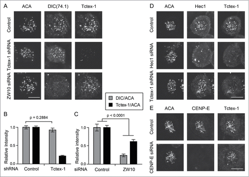 Figure 6. Tctex-1 kinetochore localization is dynein independent. (A) Immunofluorescence detection of ACA, dynein (DIC), and Tctex-1 in nocodazole treated (3 hrs) mitotic cells transfected with Tctex-1 shRNA plasmids or ZW10 siRNA as indicated. Bar, 5 μm. (B and C) Quantification of the normalized relative kinetochore intensities (per kinetochore) of DIC/ACA and Tctex-1/ACA (mean ± SEM) in mitotic cells. In (B), 63 (control) and 57 (Tctex-1 shRNA) kinetochores from multiple cells were measured. In (C), 83 (control) and 41 (ZW10 siRNA) kinetochores from multiple cells were measured. (D and E) Immunofluorescence detection of ACA, Hec1 (A) or CENP-E (B), and Tctex-1 in mitotic cells transfected with Hec1 (A) or CENP-E (B) siRNA. Bar, 5 μm.