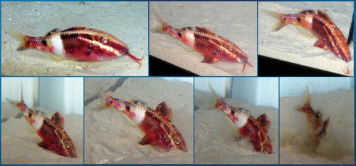 Figure 1.  Bicolour goatfish, Parupeneus barberinoides, searching for prey with barbels (top) and mouth (bottom). Note the different degrees of penetration and sediment disturbance. A full behavioural sequence starting with barbel search and ending with mouth search deep in the sediment is shown in a supplementary video clip available at: http://www.informaworld.com/mpp/uploads/goatfish_food_search_video.avi Both the photographs and the video clip were made in the Okinawa Churaumi Aquarium, Japan, February 2007 by the author.