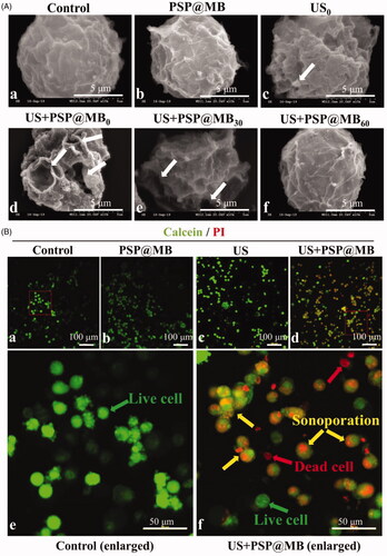 Figure 4. Spatiotemporal characteristics of sonoporation and resealing of OCSCs. (A) OCSCs were sonicated with ultrasound combined with PSP@MB. The ultrasonic parameters were 0.8 W/cm2, 20%, 1 min, 1 MHz. There were six groups: (a) Control group, (b) PSP@MB group, (c) US0 group, (d) US + PSP@MB0 group, (e) US + PSP@MB30 group, and (f) US + PSP@MB60 group. The time-varying pore morphology and resealing of the OCSCs membrane were determined by scanning electron microscopy (SEM). The numbers of pores were characterized as decreasing with a half-life close to 30 min and 60 min after sonoporation. Most OCSCs showed full recovery of their native membrane integrity. (B) Representative confocal microscopy images of Calcein (green) and PI (red) in OCSCs 30 min after sonication. (a) Control group, (b) PSP@MB group, (c) US group, (d) US + PSP@MB group, (e) enlarged figure from Control group, and (f) enlarged figure from US + PSP@MB group. The green arrow indicates live cells and the red arrow indicates dead cells. The yellow arrow exhibits that co-localization of Calcein and PI inside cells due to the sonoporation generated by ultrasound combined PSP@MB.