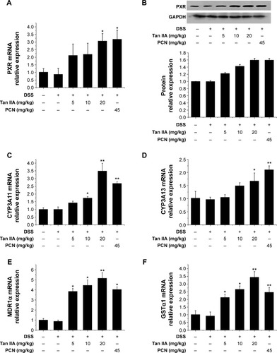 Figure 5 Tan IIA altered the expression profile of PXR target genes in a DSS-induced mouse model of inflammatory bowel disease.