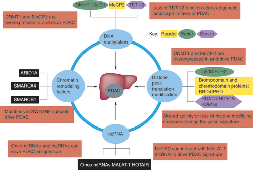 Figure 2. Aberrant regulation of epigenetic mechanisms contributes to pancreatic ductal adenocarcinoma. Mutation or abnormal functioning of writers, readers and erasers associated with the processes of DNA methylation and histone post-translational modifications can cause PDAC. Additionally, onco-miRNA and other ncRNAs can promote the disease. Finally, mutations in chromatin remodelers can further exacerbate PDAC.PDAC: Pancreatic ductal adenocarcinoma.