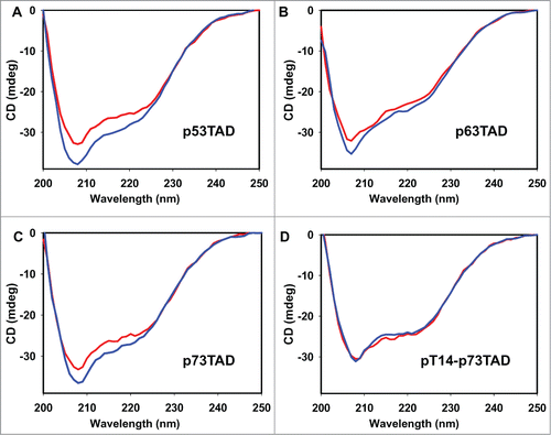 Figure 5. Comparison of the α-helical content of the p53 family TAD peptides induced by MDM2 binding. The CD spectra of the MDM2/p53TAD peptide (A), MDM2/p63TAD peptide (B), MDM2/p73TAD peptide (C), and MDM2/Thr14-phosphorylated p73TAD peptide complexes (D) (blue) are compared with the sums of the individual CD ellipticities of MDM2 and the p53 family TAD peptides (red).