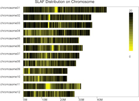 Figure 1. SLAF tag distribution on each rice chromosome.