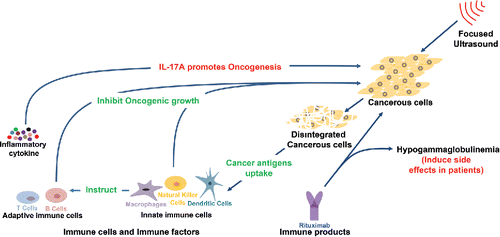 Figure 1. Interaction between host immunity and cancer.