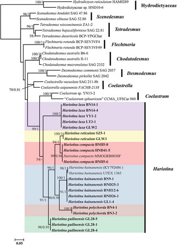 Fig. 30. Maximum-likelihood phylogenetic tree inferred from tufA gene sequences. Only bootstrap values above 50 and Bayesian posterior probabilities above 0.75 are shown. Different colour boxes represent different species in Hariotina. The strains provided in this study are indicated in bold. Strains labelled with quotes indicate that names correspond to GenBank labels and not confirmed by comparison with type material