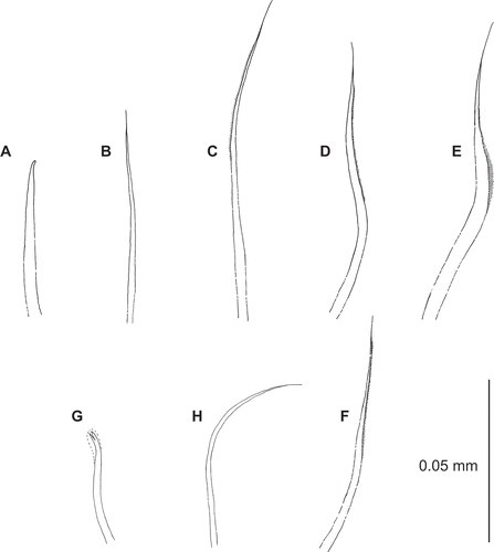 Figure 7. Uncopherusa bifida, holotype (LACM-AHF Poly 1147). (A) Chaetiger 1, acicular notochaeta; (B) chaetiger 1, capillary notochaeta; (C) chaetiger 8, notochaeta; (D,E) chaetiger 3, upper, mid neurochaeta; (F) chaetiger 4, mid neurochaeta; (G) bidentate hook, chaetiger 10; (H) smooth neurochaeta, chaetiger 10.