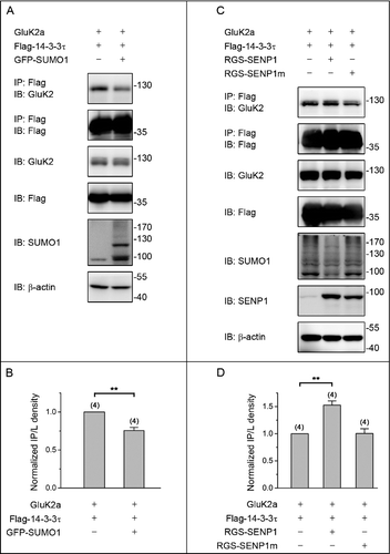 Figure 1. SUMOylation inhibits the binding of 14–3–3τ to homomeric GluK2a receptors. (A, C) Western blot analyses of immunoprecipitates and cell lysates from HEK293T cells transfected with GluK2, Flag-tagged 14–3–3τ and other proteins as indicated. Whole-cell lysates were immunoprecipitated with an anti-Flag antibody and blotted with anti-Flag or anti-GluK2 antibodies. (B, D) Quantification of Western blots in (A) and (C), respectively. These values were determined by measuring the relative intensity of immunoprecipitated bands and their corresponding lysate (L) bands on Western blots and then normalized to and compared with first lane (control). The blot is representative of 4 independent experiments. Data are means ± SEM, **P < 0.01.