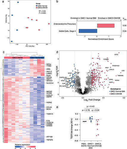 Figure 3. Cell-free fecal products from GMC3 infant microbiomes who developed OW/OB phenotypes in childhood reprogram Caco-2 enterocyte transcription.