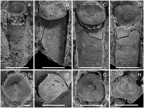 Figure 8. Circotheca johnstrupi (Holm, Citation1893). A, E. MGUH 31850. External mould with bacterial mat near operculum and internal surface of operculum. B, F. MGUH 31851. External mould with impressions of ornamentation and external surface of operculum. C, D, G. MGUH 31852. External mould, latex cast of external mould and external surface of operculum. H. MGUH 31853. Operculum showing external surface. Læså Formation at Vejrmøllegård, Læså rivulet. Collected by J.F. Johnstrup. Scale bars in = 0.5 cm.