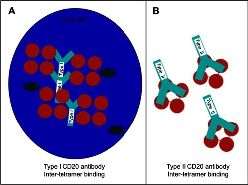 Figure 3 Hypothetical model for the 2:1 binding ratio of type I and type II CD20 antibodies binding to CD20 (tetramers, depicted in red). An explanation to explain the 2:1 binding stoichiometry between type I and type II CD20 antibodies is to assume that (A) type I antibodies binding between CD20 tetramer (inter-tetramer, depicted in red) resulting in accumulation in lipid rafts together with FcγRIIb. In contrast, type II (B) antibodies may bind within one tetramer (intra-tetramer).